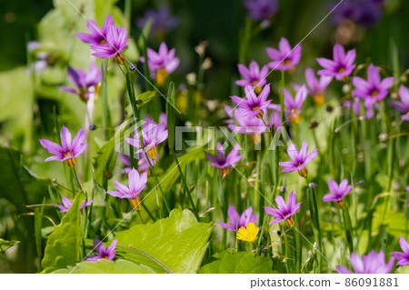 Sisyrinchium rosacea that blooms pretty white and red-purple flowers on the lawn and meadow Sisyrinchium rosacea that blooms pretty white and red-purple flowers on the lawn and meadow 86091881