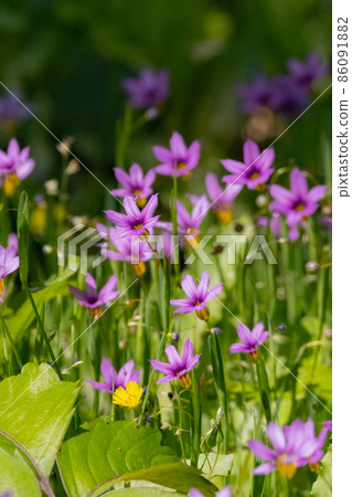 Sisyrinchium rosacea that blooms pretty white and red-purple flowers on the lawn and meadow Sisyrinchium rosacea that blooms pretty white and red-purple flowers on the lawn and meadow 86091882