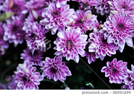 Chrysanthemum, chrysanthemum morifolium or florists mun or daisy 86091894