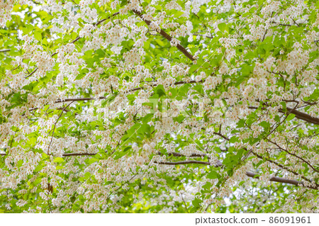 It is beautiful with many white flowers blooming, but it is a deciduous tree called Styrax japonicus because it stimulates when it contains fruits in its mouth. 86091961