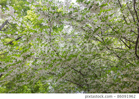 它很漂亮，開著許多白色的花朵，但它是一種落葉樹，被稱為 Styrax japonicus，因為它在嘴裡含水果時會刺激。 86091962