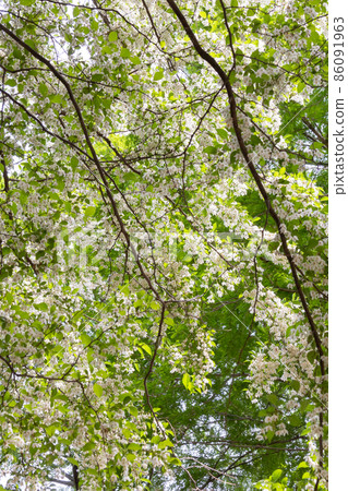 它很漂亮，開著許多白色的花朵，但它是一種落葉樹，被稱為 Styrax japonicus，因為它在嘴裡含水果時會刺激。 86091963