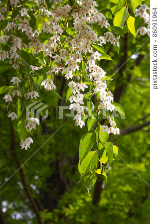 It is beautiful with many white flowers blooming, but it is a deciduous tree called Styrax japonicus because it stimulates when it contains fruits in its mouth. 86091964