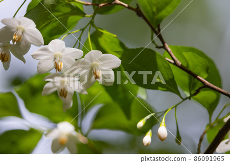 它很漂亮，開著許多白色的花朵，但它是一種落葉樹，被稱為 Styrax japonicus，因為它在嘴裡含水果時會刺激。 86091965