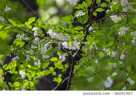 它很漂亮,開著許多白色的花朵,但它是一種落葉樹,被稱為 Styrax japonicus,因為它在嘴裡含水果時會刺激。 它很漂亮,開著許多白色的花朵,但它是一種落葉樹,被稱為 Styrax japonicus,因為它在嘴裡含水果時會刺激。 86091967