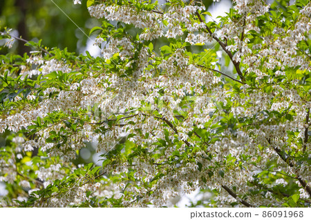 它很漂亮，開著許多白色的花朵，但它是一種落葉樹，被稱為 Styrax japonicus，因為它在嘴裡含水果時會刺激。 86091968