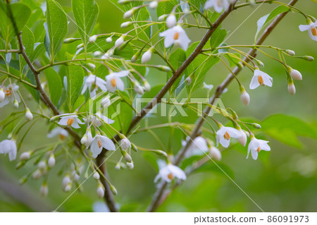 It is beautiful with many white flowers blooming, but it is a deciduous tree called Styrax japonicus because it stimulates when it contains fruits in its mouth. 86091973