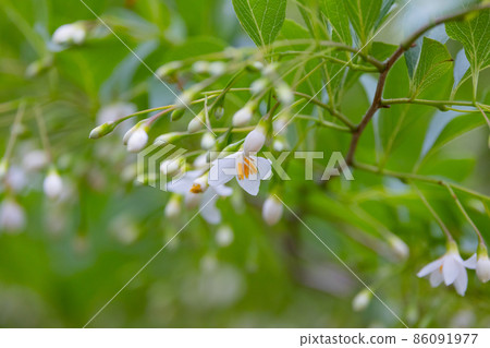 它很漂亮，開著許多白色的花朵，但它是一種落葉樹，被稱為 Styrax japonicus，因為它在嘴裡含水果時會刺激。 86091977