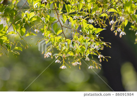 It is beautiful with many white flowers blooming, but it is a deciduous tree called Styrax japonicus because it stimulates when it contains fruits in its mouth. 86091984