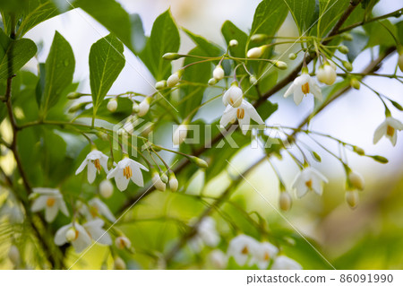 It is beautiful with many white flowers blooming, but it is a deciduous tree called Styrax japonicus because it stimulates when it contains fruits in its mouth. It is beautiful with many white flowers blooming, but it is a deciduous tree called Styrax japonicus because it stimulates when it contains fruits in its mouth. 86091990