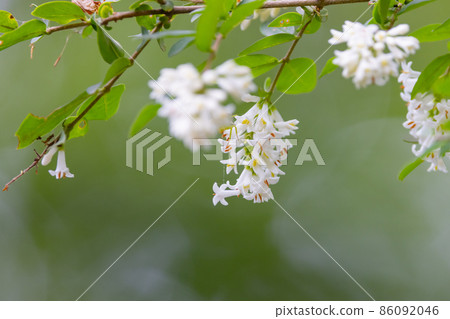 It is beautiful with many white flowers blooming, but it is a deciduous tree called Styrax japonicus because it stimulates when it contains fruits in its mouth. 86092046