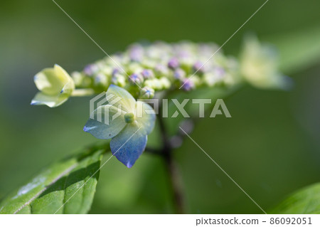 It is beautiful with many white flowers blooming, but it is a deciduous tree called Styrax japonicus because it stimulates when it contains fruits in its mouth. 86092051