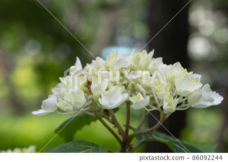 Many-leaf flowers blooming in the rainy season Hydrangea Many-leaf flowers blooming in the rainy season Hydrangea 86092244