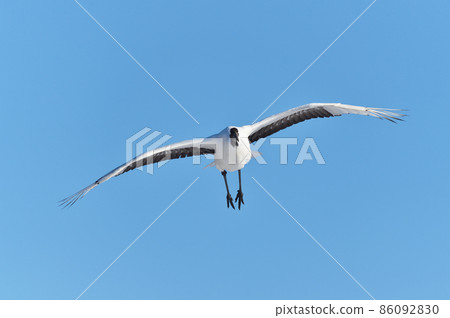 藍天下飛翔的丹頂鶴（北海道鶴居） 86092830