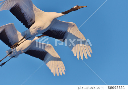 在藍天（北海道鶴井）上飛翔的兩個tancho 86092831