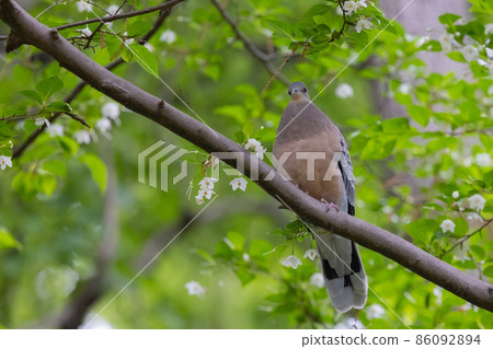 The turtledove, also known as the turtledove, which is also famous for its game 86092894