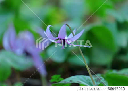 Forest of the Forest Forest of the Forest 86092913