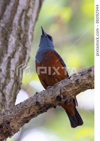 A happy blue bird, the blue rock thrush, which resembles a bulbul but sings with a beautiful voice from a completely different family. A happy blue bird, the blue rock thrush, which resembles a bulbul but sings with a beautiful voice from a completely different family. 86092944