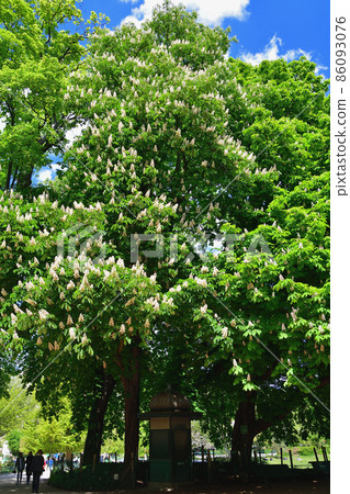 Maronnier flowers blooming in Parc Monceau, Paris, France, taken on May 7, 2021. 86093076