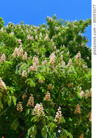 Horse chestnut flowers in Parc Monceau, Paris, France, 2021 86093077