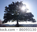 Backlit enoki 86093130