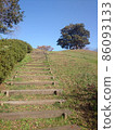 Celtis sinensis tree on the hill 86093133