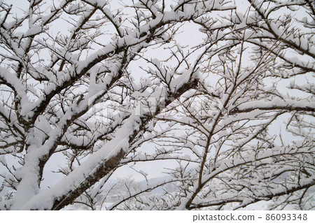 一月櫻花樹枝上的雪 一月櫻花樹枝上的雪 86093348