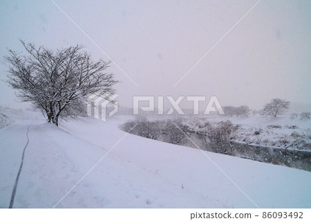 沿江櫻花,一月大雪 沿江櫻花,一月大雪 86093492