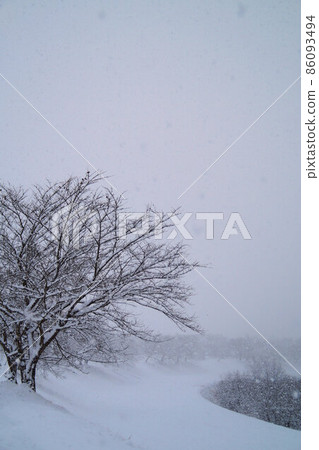 沿江櫻花,一月大雪 沿江櫻花,一月大雪 86093494