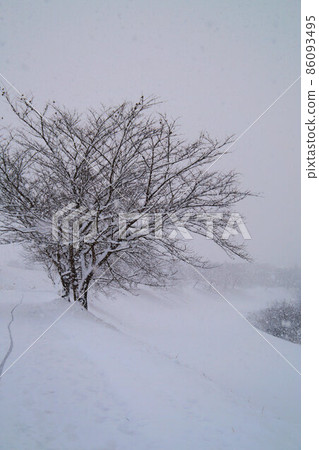 Cherry blossoms along the river, heavy snowfall in January Cherry blossoms along the river, heavy snowfall in January 86093495