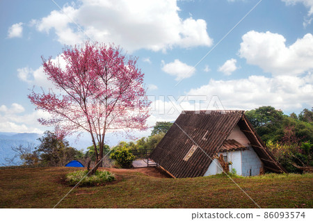 Wild himalayan cherry tree blooming and cottage on hill in springtime Wild himalayan cherry tree blooming and cottage on hill in springtime 86093574