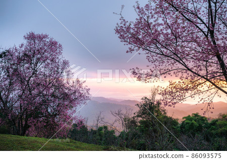 Sunrise over Wild Himalayan Cherry tree blooming in garden on springtime Sunrise over Wild Himalayan Cherry tree blooming in garden on springtime 86093575