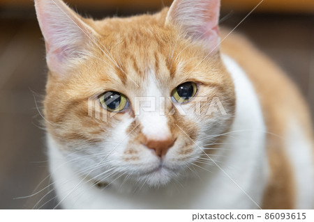 Chatora's house cat close-up 86093615