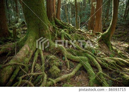 富士山腳下青木原樹海的樹木 86093715