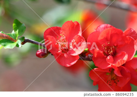 綻放華麗 86094235