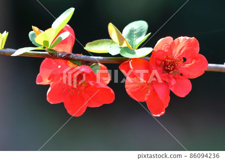 綻放華麗 綻放華麗 86094236