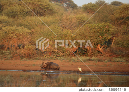 Buffalo and Flamingo 86094246