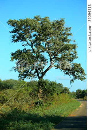 生長在稀樹草原的樹木 86094518