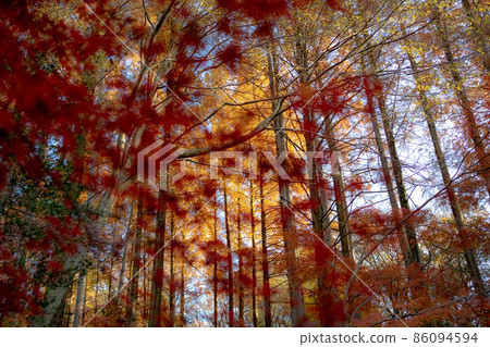 Autumn leaves in the forest Autumn leaves in the forest 86094594