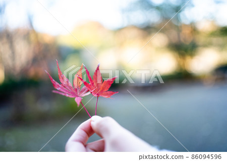 手中拿著秋天的落葉 手中拿著秋天的落葉 86094596