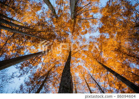 A landscape looking up at a tree with high autumn colors A landscape looking up at a tree with high autumn colors 86094604