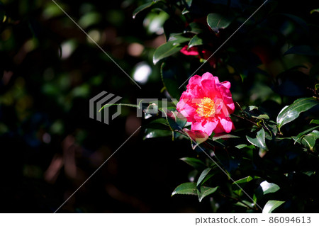 單株油茶花 單株油茶花 86094613