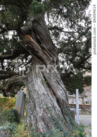 湯河原城 巖寺 白神樹 湯河原城 巖寺 白神樹 86094614