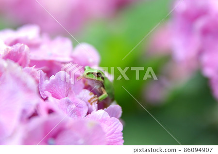 Hydrangea and frog Hydrangea and frog 86094907