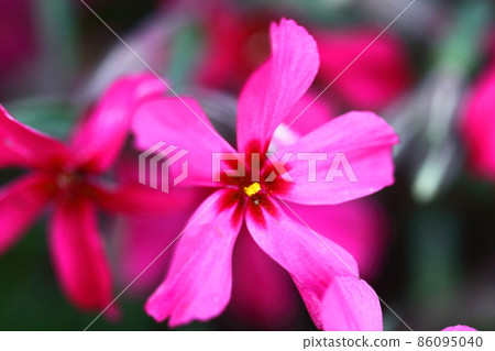 它盛開，彷彿覆蓋大地 86095040