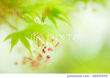 盛開在新鮮綠色中的楓樹花 86095049