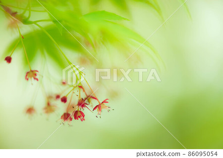 盛開在新鮮綠色中的楓樹花 86095054