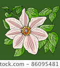 Lily flower. Beautiful, bright, yellow flower. Vector illustration 86095481
