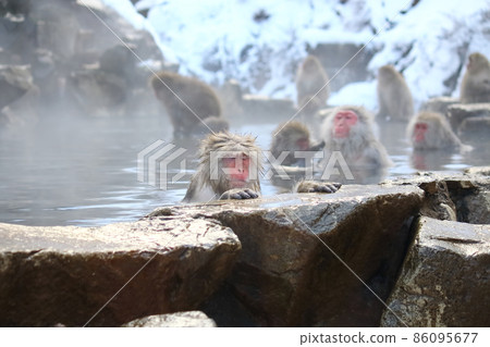 Nagano, the monkey of Jigokudani Yaen-Koen, a little more ... Nagano, the monkey of Jigokudani Yaen-Koen, a little more ... 86095677