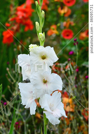 Gladiolus 86095731